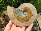 Polished Cleoniceras Ammonite Fossils x 2 From Tulear, Madagascar