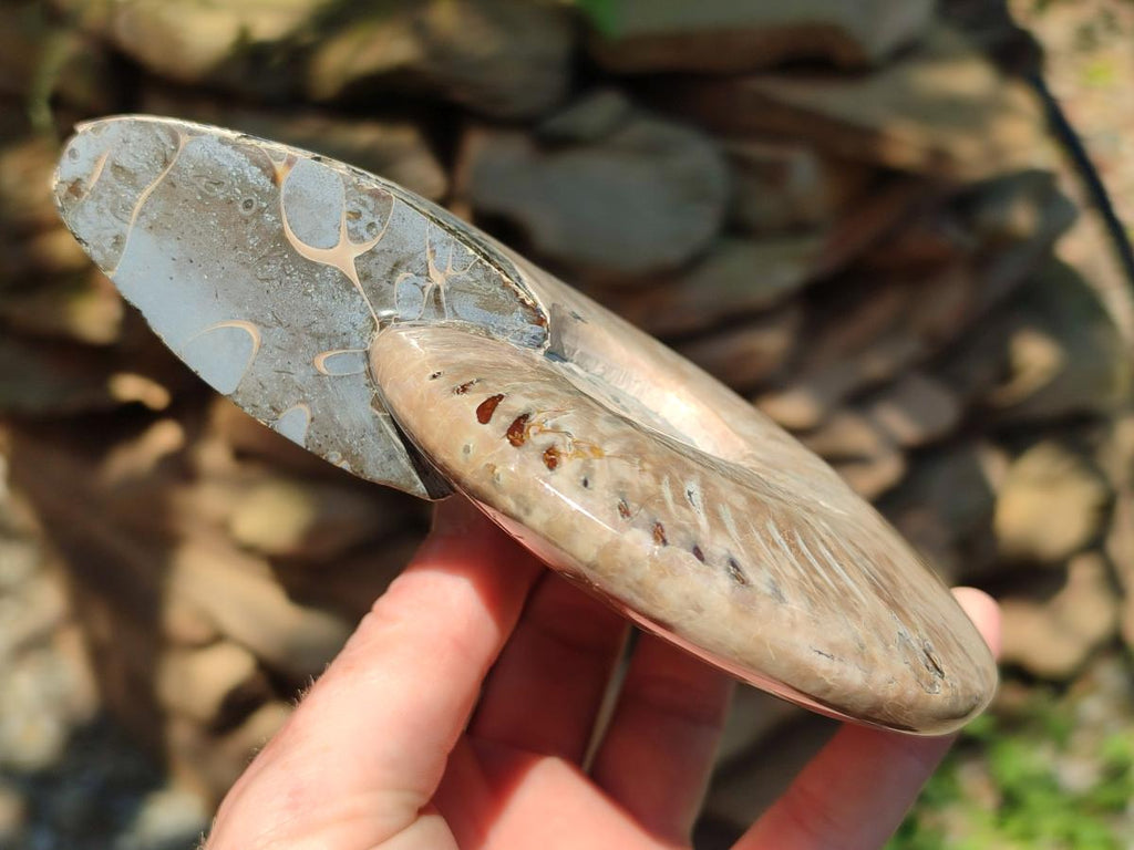 Polished Cleoniceras Ammonite Fossils x 2 From Tulear, Madagascar