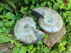 Polished Cleoniceras Ammonite Fossils x 2 From Tulear, Madagascar