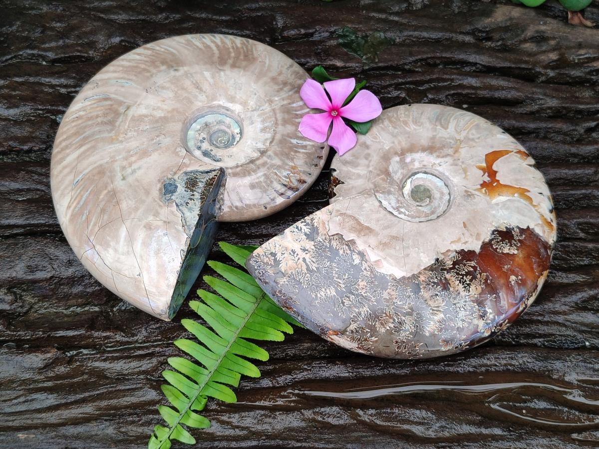 Polished Cleoniceras Ammonite Fossils x 2 From Tulear, Madagascar