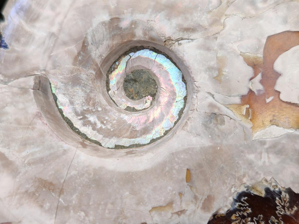Polished Cleoniceras Ammonite Fossils x 2 From Tulear, Madagascar