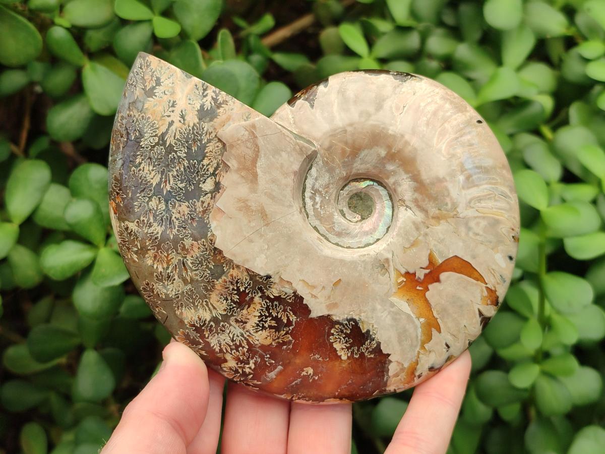 Polished Cleoniceras Ammonite Fossils x 2 From Tulear, Madagascar