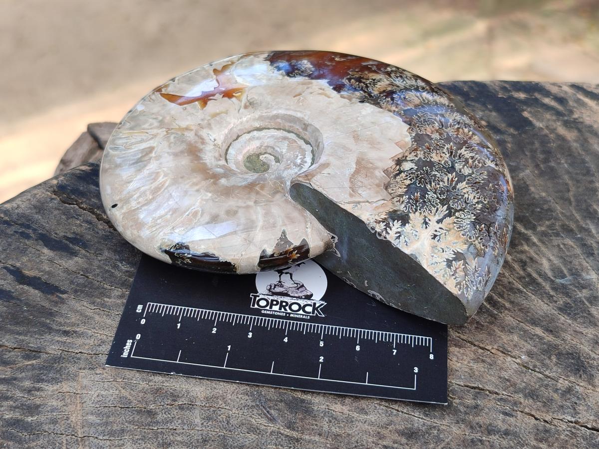 Polished Cleoniceras Ammonite Fossils x 2 From Tulear, Madagascar