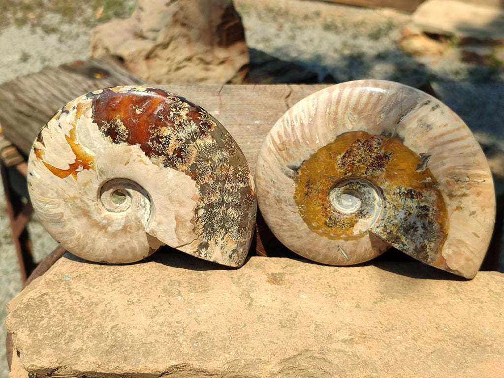 Polished Cleoniceras Ammonite Fossils x 2 From Tulear, Madagascar
