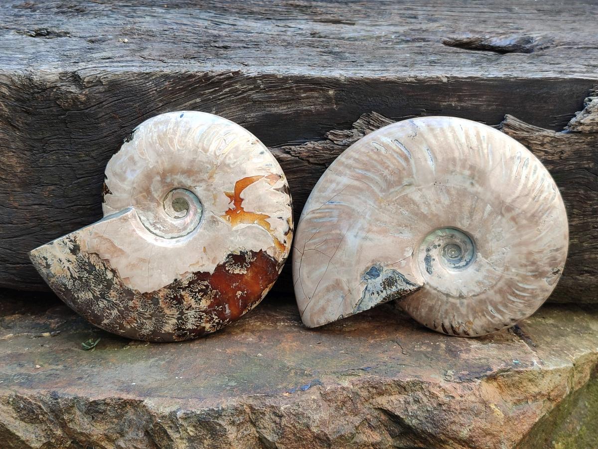 Polished Cleoniceras Ammonite Fossils x 2 From Tulear, Madagascar