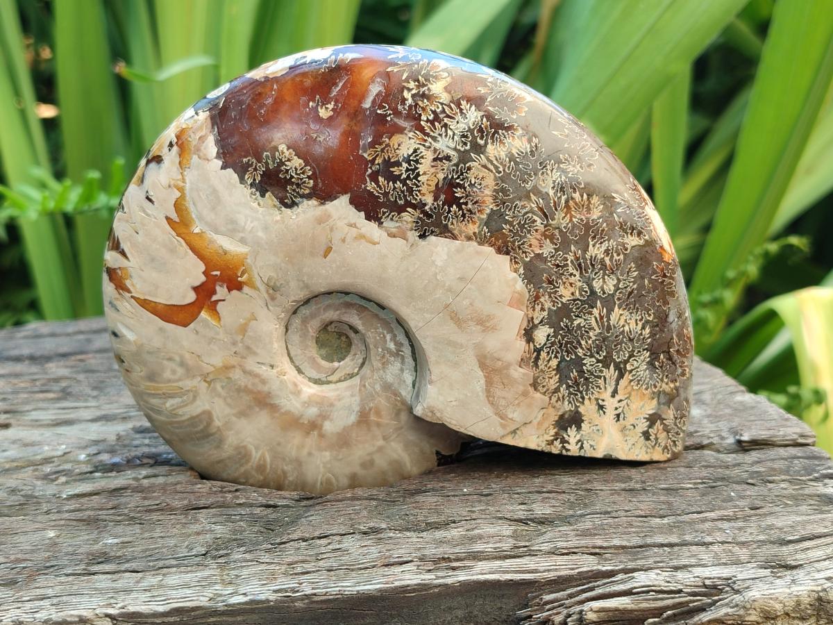 Polished Cleoniceras Ammonite Fossils x 2 From Tulear, Madagascar