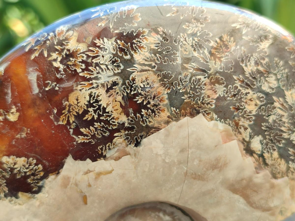 Polished Cleoniceras Ammonite Fossils x 2 From Tulear, Madagascar