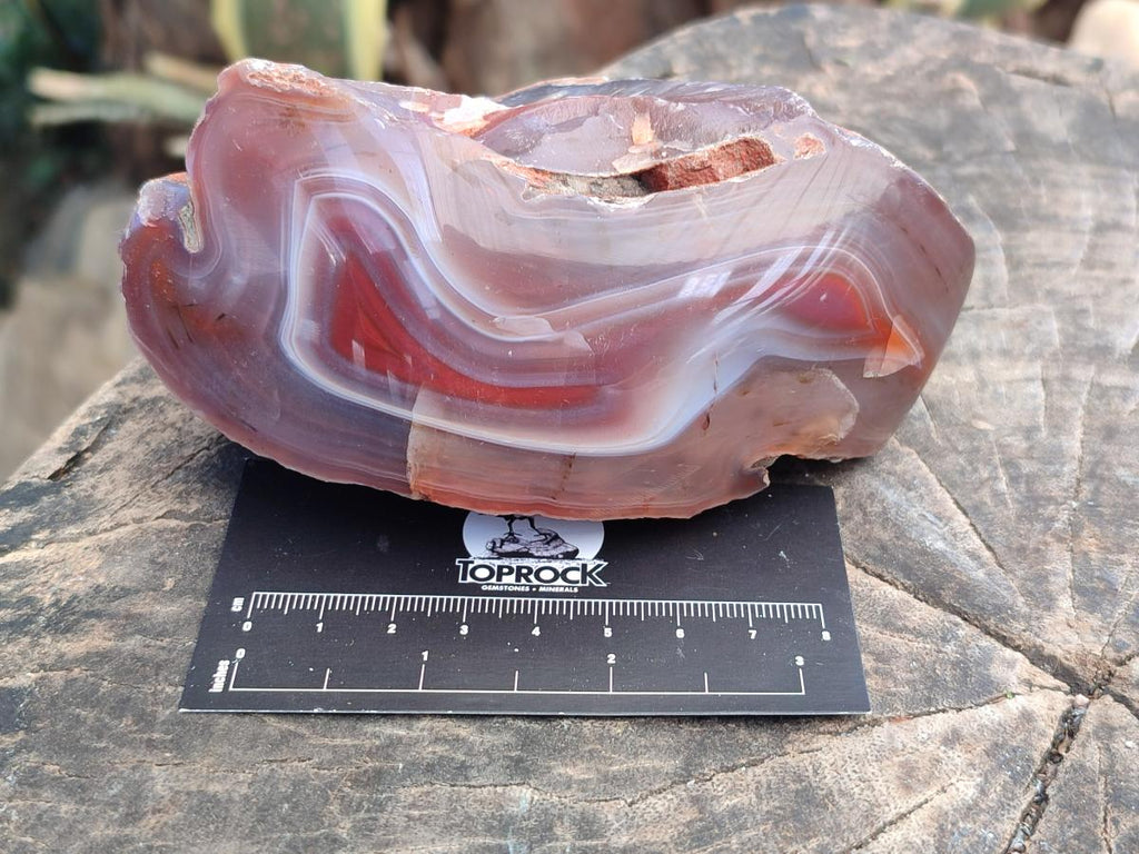 Polished One Side Red Shashe River Agate Nodules x 3 From Shashe River, Zimbabwe