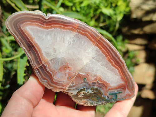 Polished One Side Red Shashe River Agate Nodules x 3 From Shashe River, Zimbabwe