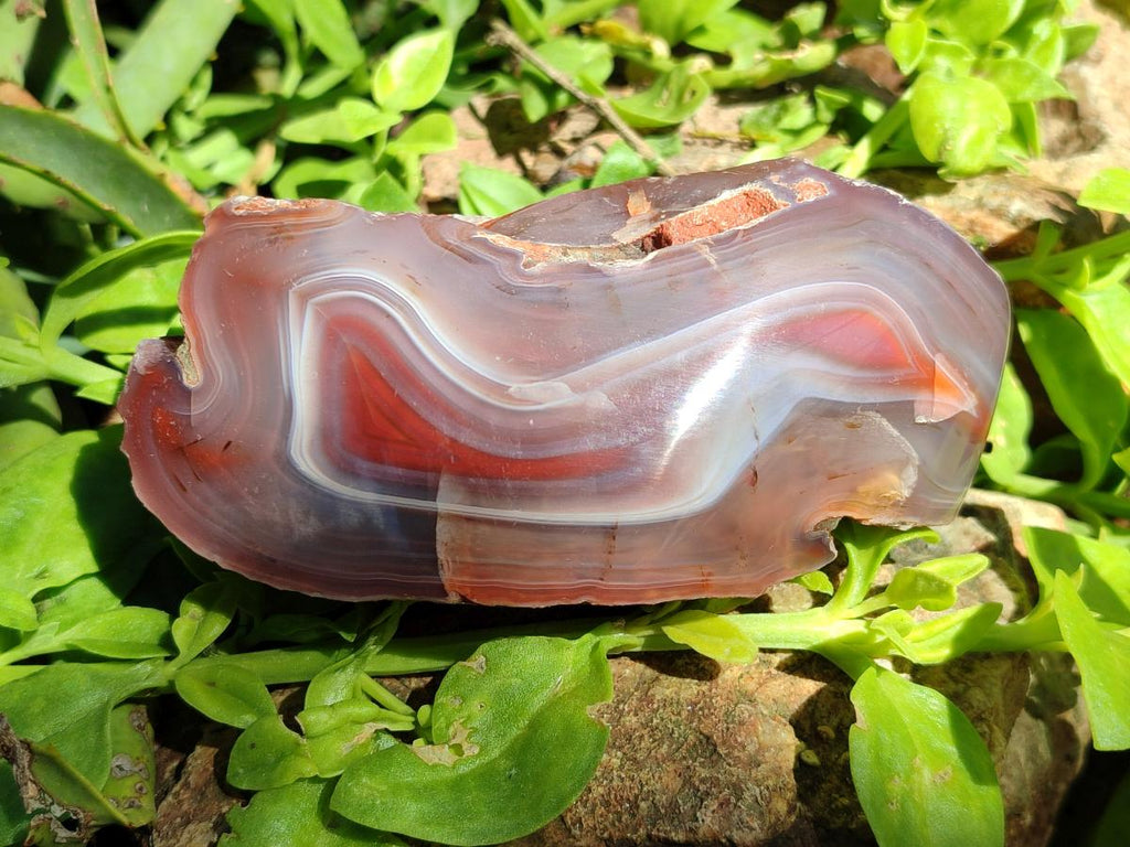 Polished One Side Red Shashe River Agate Nodules x 3 From Shashe River, Zimbabwe