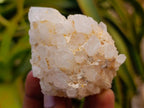 Natural "Love Star" Cascading Candle Quartz Crystals x 24 From Antsirabe, Madagascar