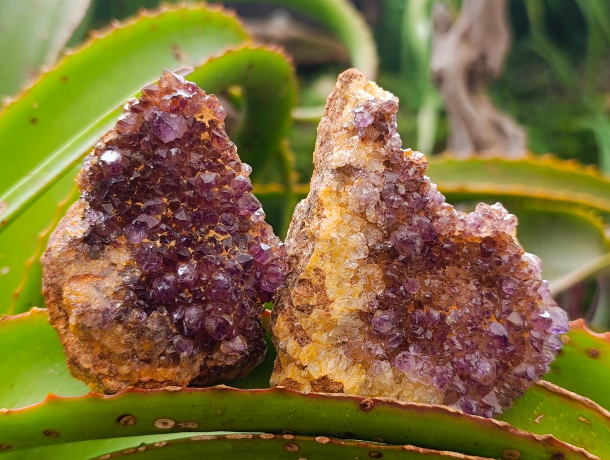 Natural Dark Spirit Quartz Cluster Plates x 12 From Boekenhouthoek, South Africa