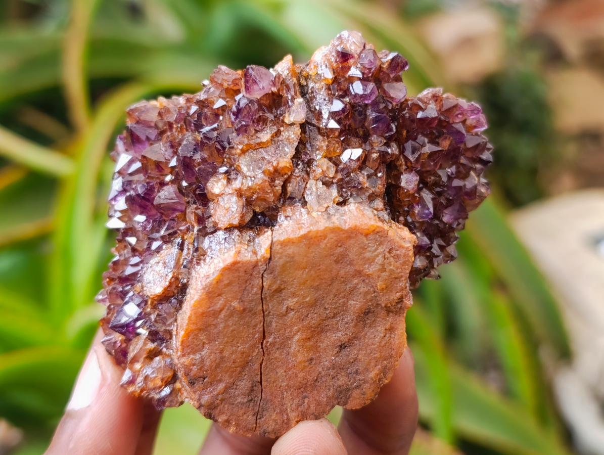 Natural Dark Spirit Quartz Cluster Plates x 12 From Boekenhouthoek, South Africa