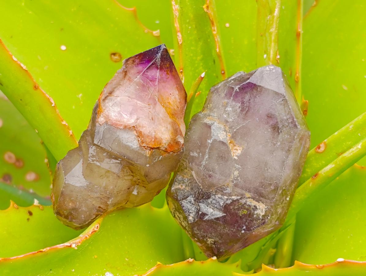 Natural Window Amethyst Crystals x 20 From Chiredzi, Zimbabwe