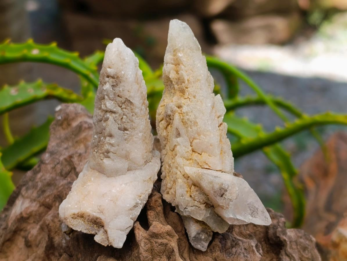 Natural Drusy Quartz Coated Spearhead Calcite Crystals x 35 From Albert's Mountain, Lesotho