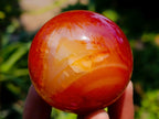Polished Carnelian Agate Gemstone Spheres x 12 From Madagascar