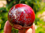 Polished Carnelian Agate Gemstone Spheres x 12 From Madagascar