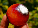 Polished Carnelian Agate Gemstone Spheres x 12 From Madagascar
