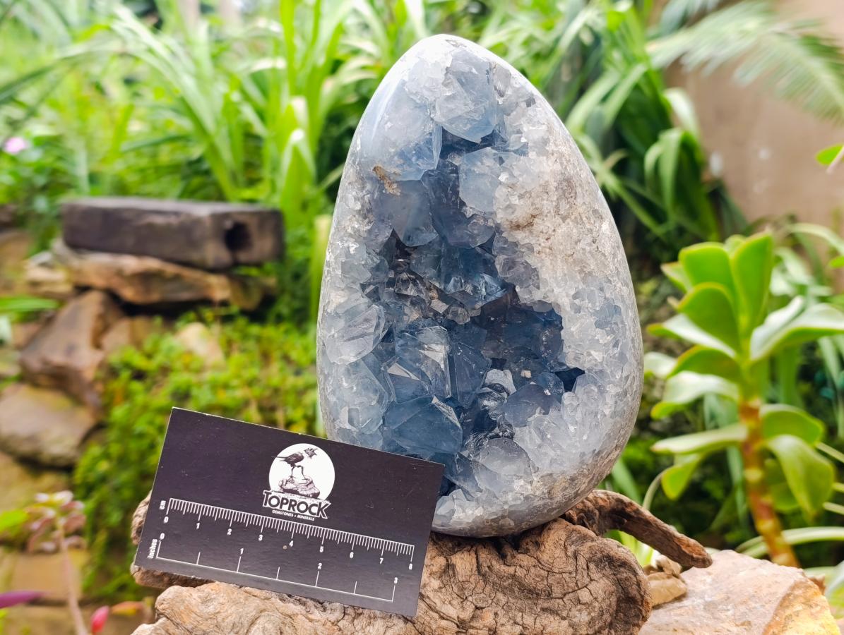 Polished Large Blue Celestite Egg x 1 From Sakoany, Madagascar