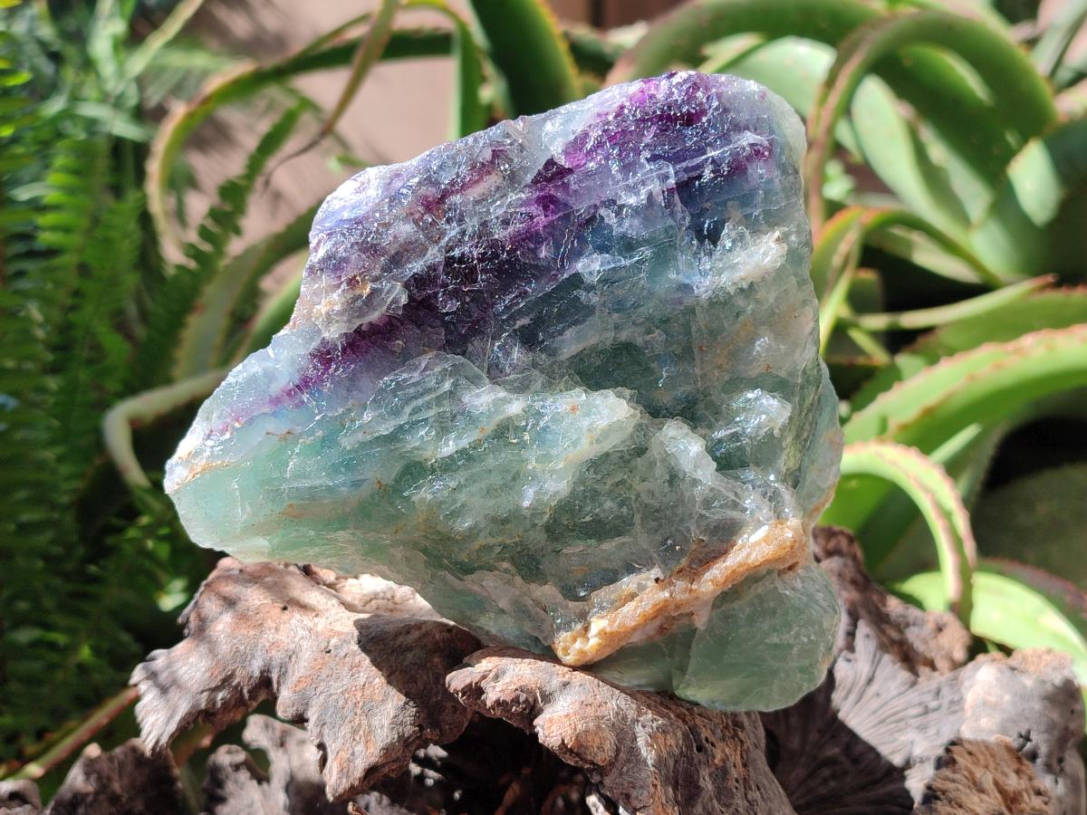 Natural Watermelon Fluorite Cobbed Specimens x 3 From Uis, Namibia