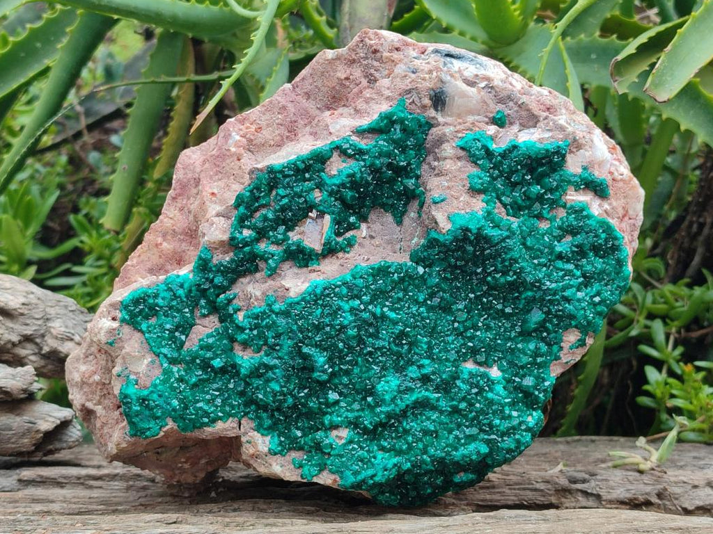 Natural XL Dioptase on Dolomite Specimen x 1 From Tantara Mine, Congo