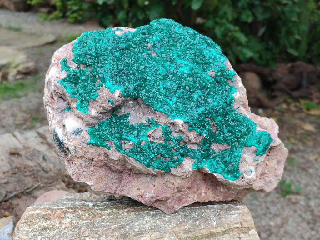 Natural XL Dioptase on Dolomite Specimen x 1 From Tantara Mine, Congo