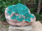 Natural XL Dioptase on Dolomite Specimen x 1 From Tantara Mine, Congo