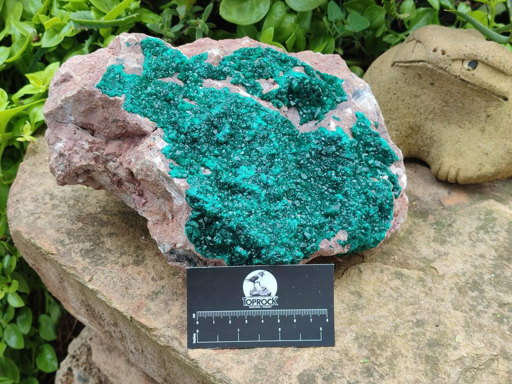Natural XL Dioptase on Dolomite Specimen x 1 From Tantara Mine, Congo