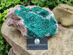 Natural XL Dioptase on Dolomite Specimen x 1 From Tantara Mine, Congo