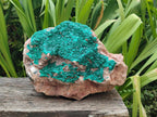 Natural XL Dioptase on Dolomite Specimen x 1 From Tantara Mine, Congo