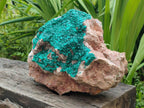 Natural XL Dioptase on Dolomite Specimen x 1 From Tantara Mine, Congo