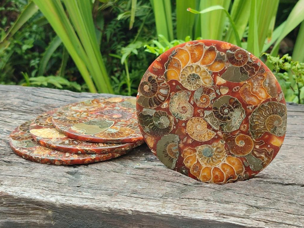 Hand Made Ammonite Conglomerate Coffee Table Coasters x 6 From Mahajanga, Madagascar