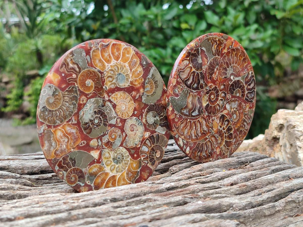 Hand Made Ammonite Conglomerate Coffee Table Coasters x 6 From Mahajanga, Madagascar