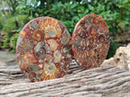 Hand Made Ammonite Conglomerate Coffee Table Coasters x 6 From Mahajanga, Madagascar