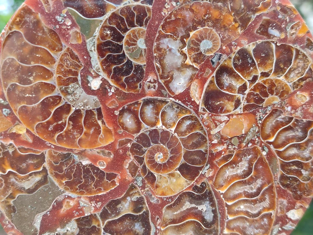 Hand Made Ammonite Conglomerate Coffee Table Coasters x 6 From Mahajanga, Madagascar