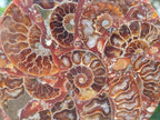 Hand Made Ammonite Conglomerate Coffee Table Coasters x 6 From Mahajanga, Madagascar