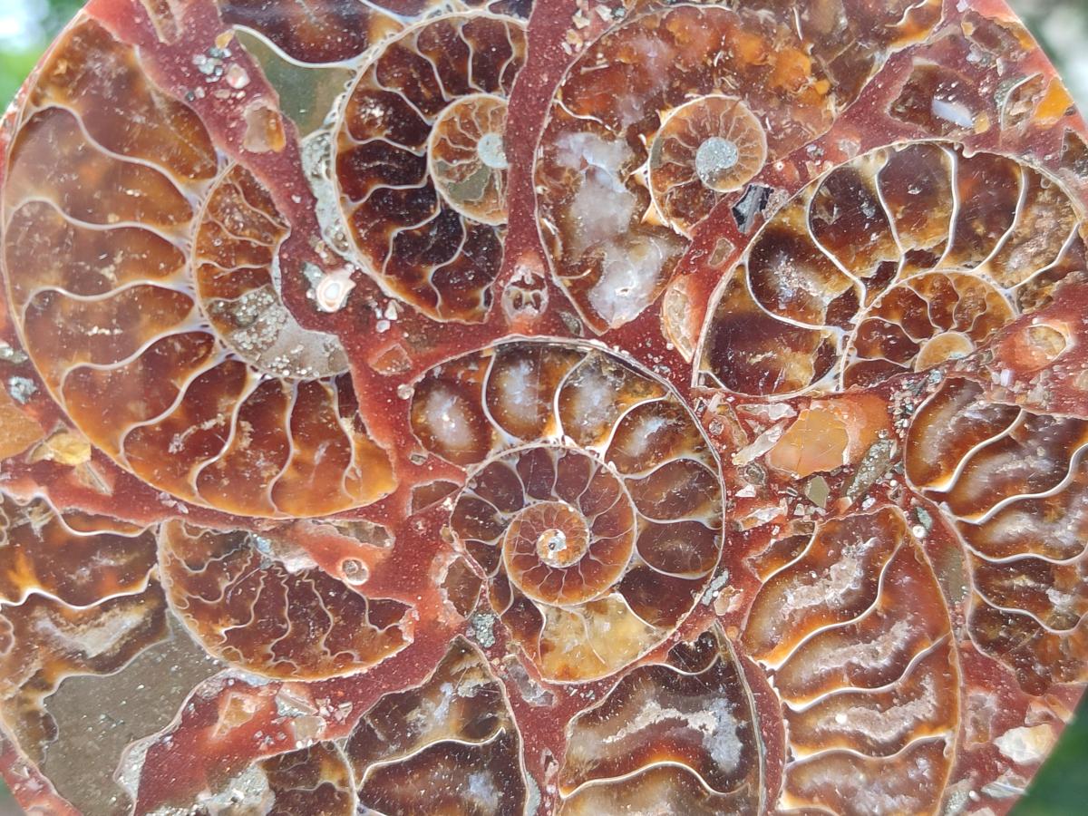 Hand Made Ammonite Conglomerate Coffee Table Coasters x 6 From Mahajanga, Madagascar