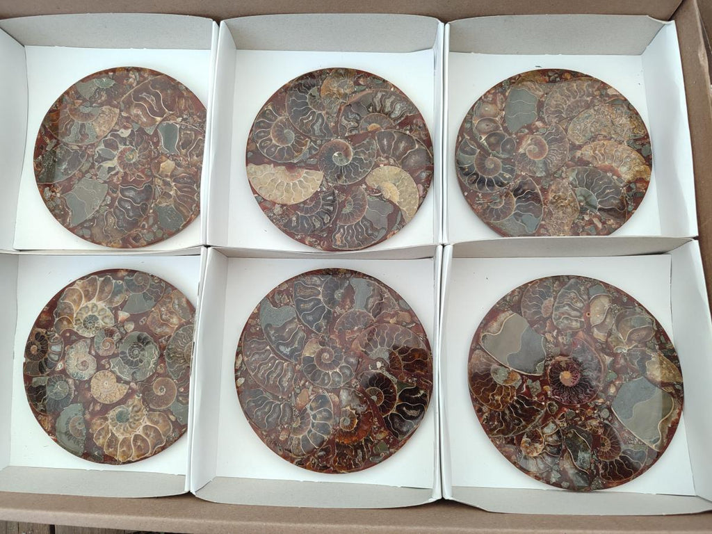 Hand Made Ammonite Conglomerate Coffee Table Coasters x 6 From Mahajanga, Madagascar