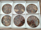Hand Made Ammonite Conglomerate Coffee Table Coasters x 6 From Mahajanga, Madagascar