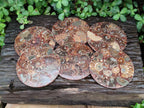 Hand Made Ammonite Conglomerate Coffee Table Coasters x 6 From Mahajanga, Madagascar