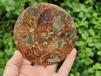 Hand Made Ammonite Conglomerate Coffee Table Coasters x 6 From Mahajanga, Madagascar