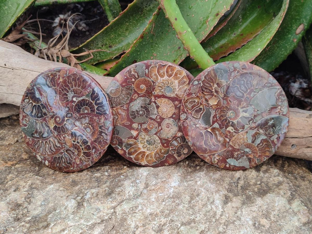 Hand Made Ammonite Conglomerate Coffee Table Coasters x 6 From Mahajanga, Madagascar
