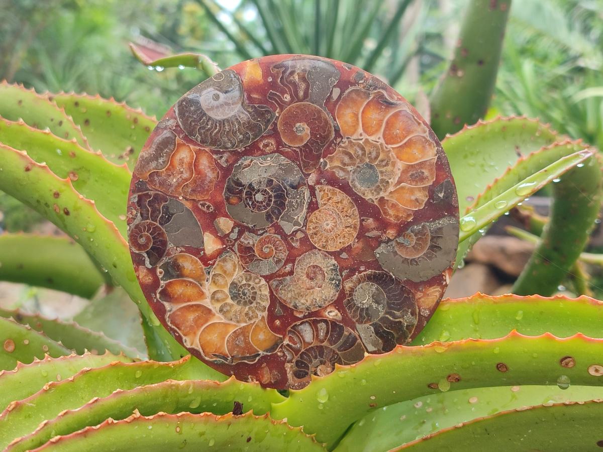 Hand Made Ammonite Conglomerate Coffee Table Coasters x 6 From Mahajanga, Madagascar