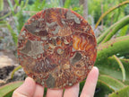 Hand Made Ammonite Conglomerate Coffee Table Coasters x 6 From Mahajanga, Madagascar