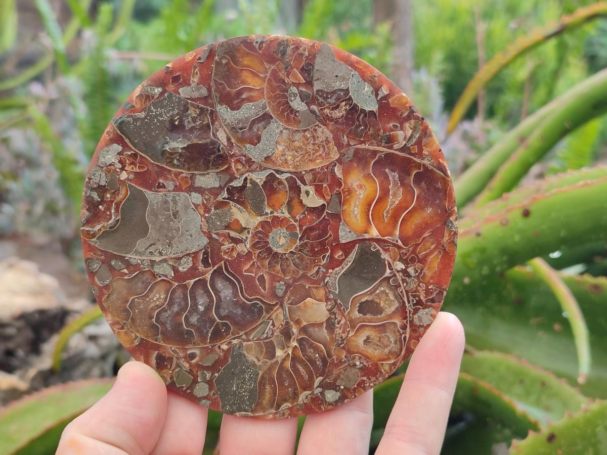 Hand Made Ammonite Conglomerate Coffee Table Coasters x 6 From Mahajanga, Madagascar