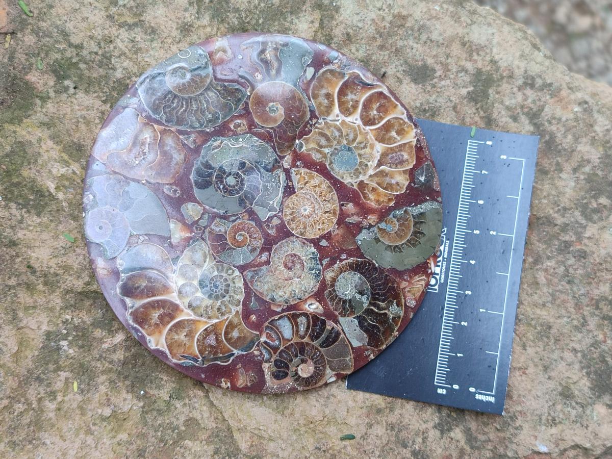 Hand Made Ammonite Conglomerate Coffee Table Coasters x 6 From Mahajanga, Madagascar