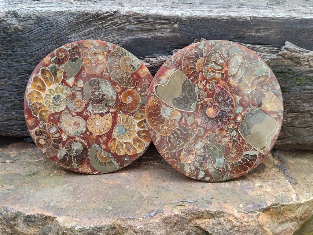 Hand Made Ammonite Conglomerate Coffee Table Coasters x 6 From Mahajanga, Madagascar