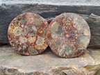Hand Made Ammonite Conglomerate Coffee Table Coasters x 6 From Mahajanga, Madagascar