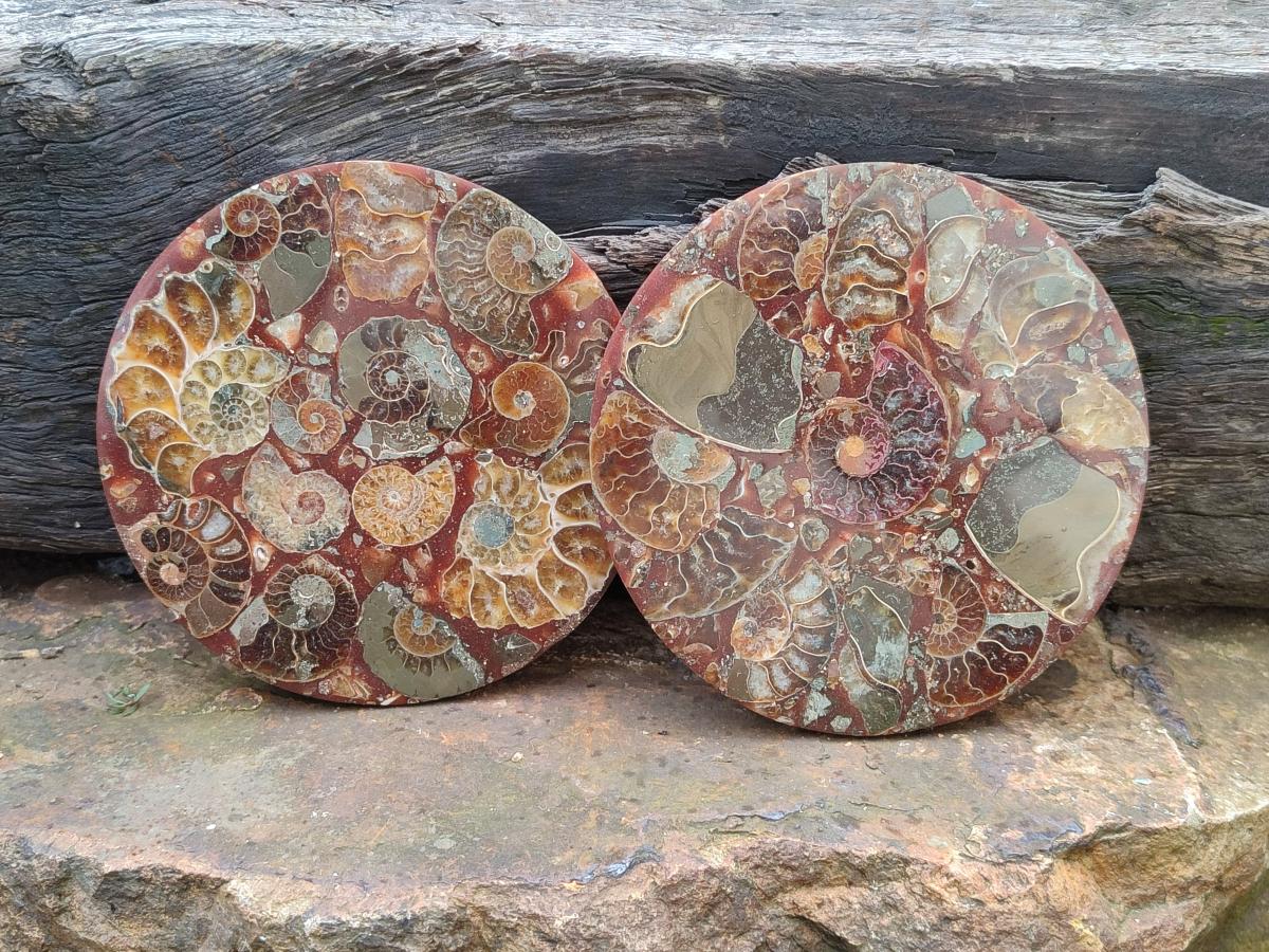 Hand Made Ammonite Conglomerate Coffee Table Coasters x 6 From Mahajanga, Madagascar