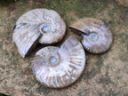 Polished Cleoniceras Red Ammolite Opalized Ammonite Fossils x 3 From Tulear, Madagascar